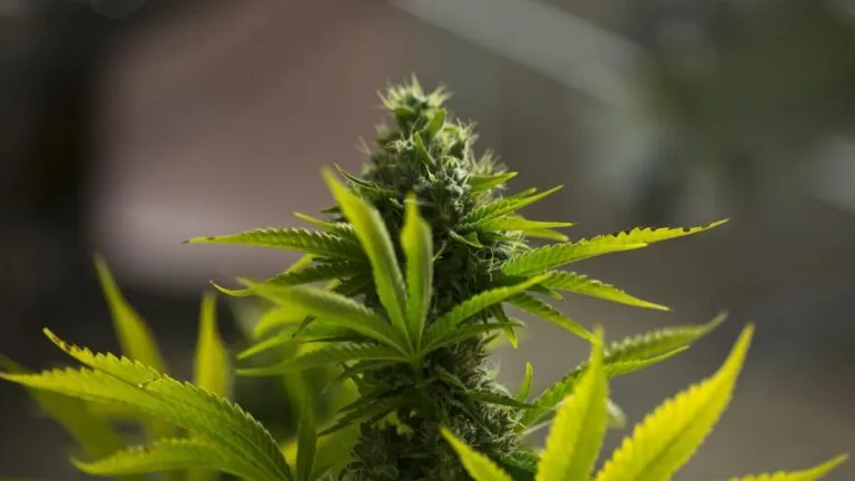 europapress-3739128-planta-marihuana-empresa-industria-cannabis-medicinal-uso-recreativo-estado-1