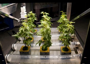 FILE PHOTO: Fake marijuana plants are pictured on a table at the Cannabis World Congress & Business Exposition (CWCBExpo) in the Manhattan borough of New York City, New York, U.S., November 5, 2021. REUTERS/Carlo Allegri/File Photo