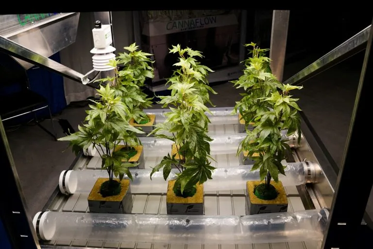 FILE PHOTO: Cannabis World Congress & Business Exposition (CWCBExpo) in New York