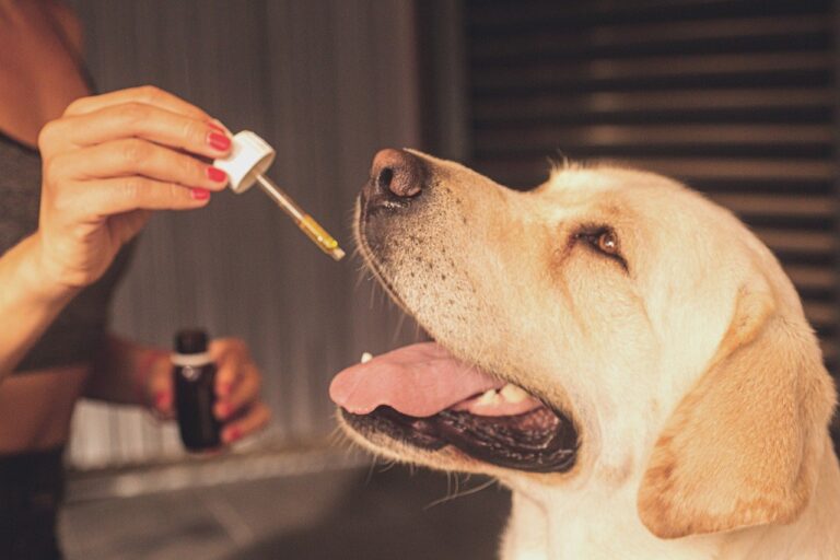 cbd-perros_1