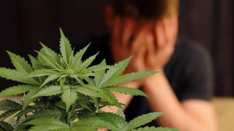 Marihuana-y-violencia-1280x720-1