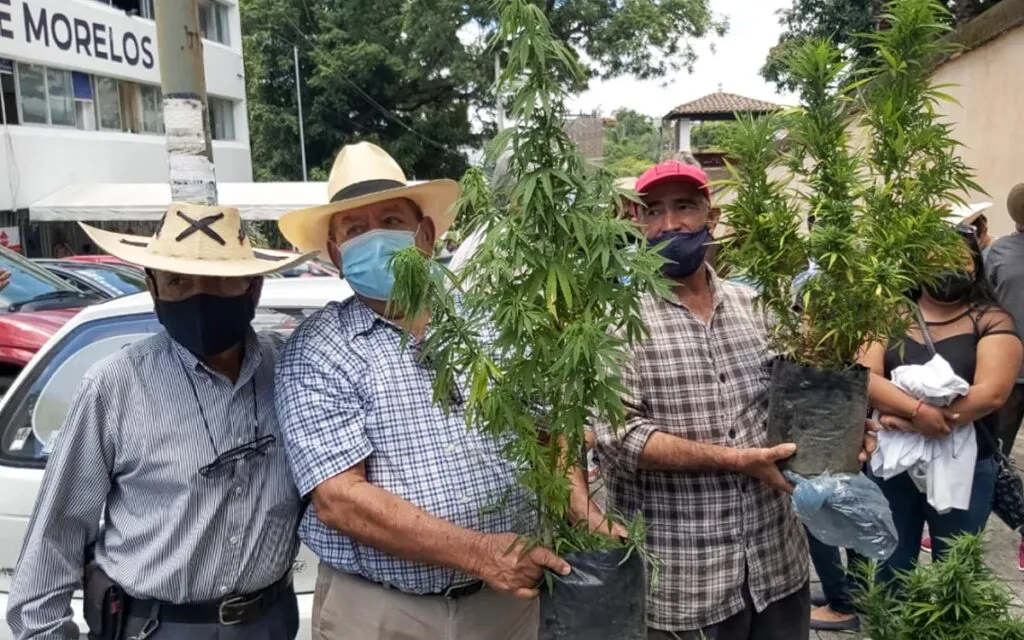 mariguana-morelos-campesinos-agricultores-marihuana