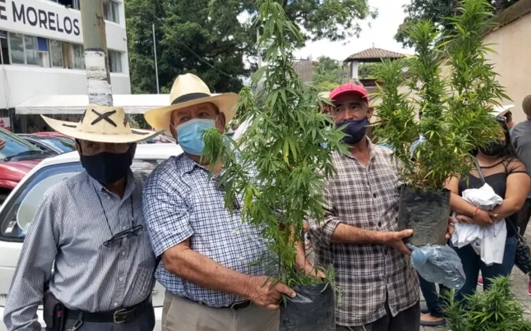 mariguana-morelos-campesinos-agricultores-marihuana