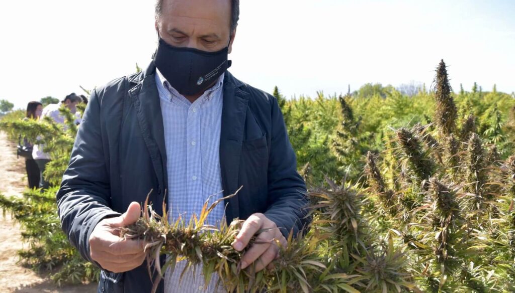 cannabis-solmi
