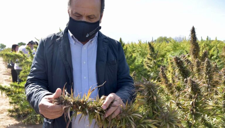cannabis-solmi