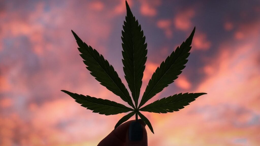 Cannabis-e1623252863193