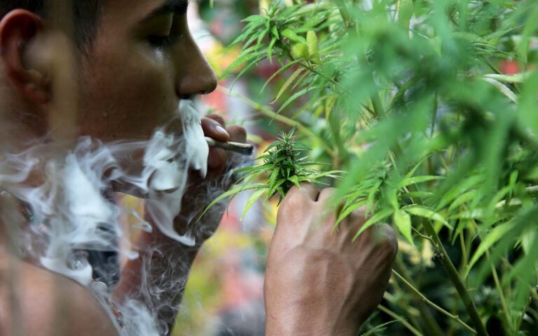 Cannabis-mariguana-scjn-mexino-unido-contra-la-delincuencia-2