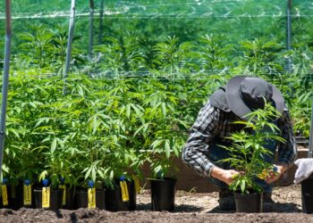 An Employee is seen checking the tracking tag on a marijuana plant at Apothecary Extracts grow site in Beggs. (Whitney Bryen/Oklahoma Watch)