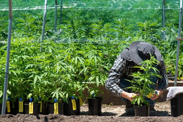 Desarticulan un sofisticado laboratorio de cannabis