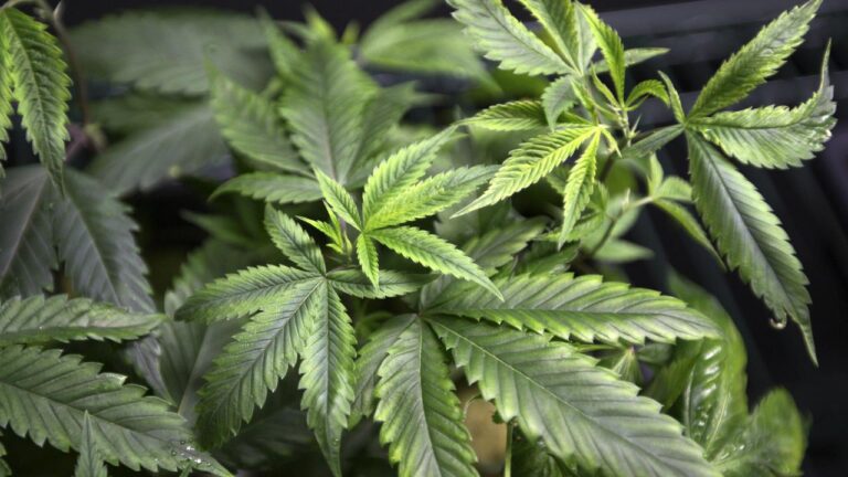 cannabis token