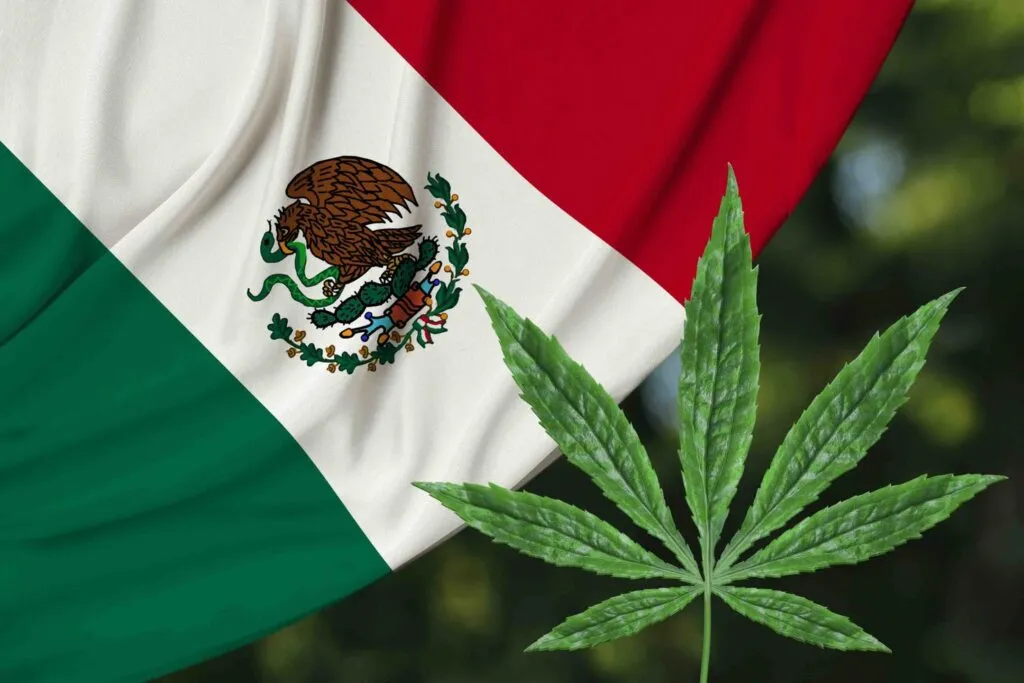 mexico cannabis