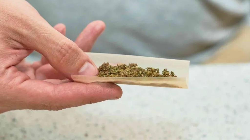 Revelan porcentaje de consumidores que se vuelven adictos a la marihuana