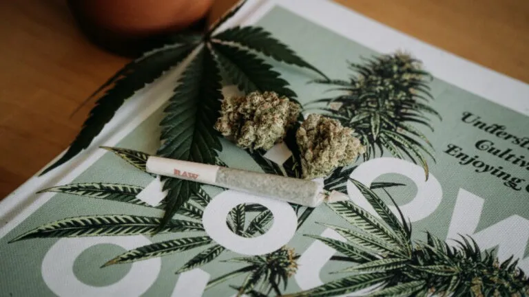 La mitad de lxs estadounidenses ha usado cannabis alguna vez