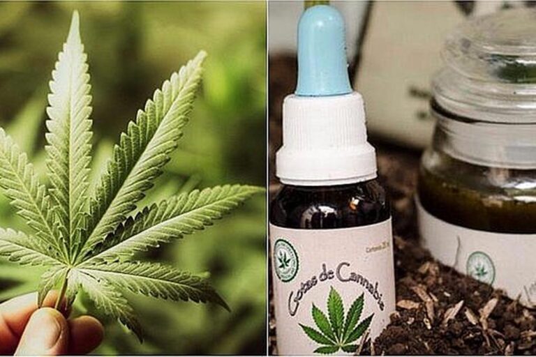 cannabis y cancer