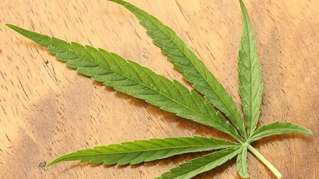 Registran las primeras flores de cannabis con THC