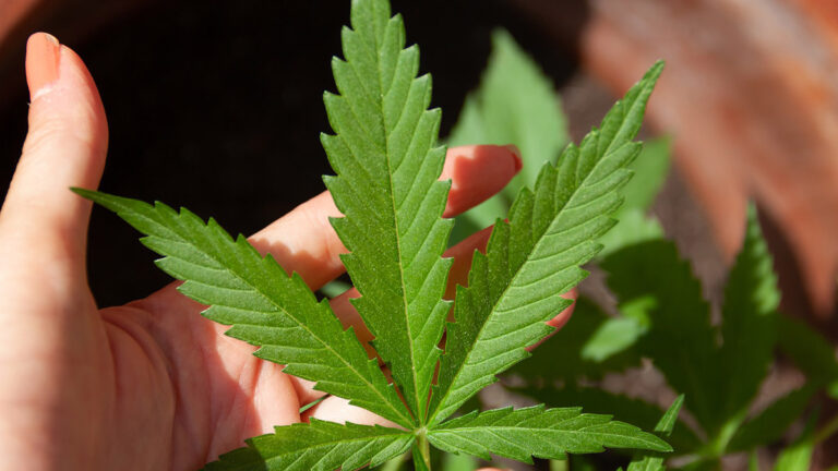 marihuana