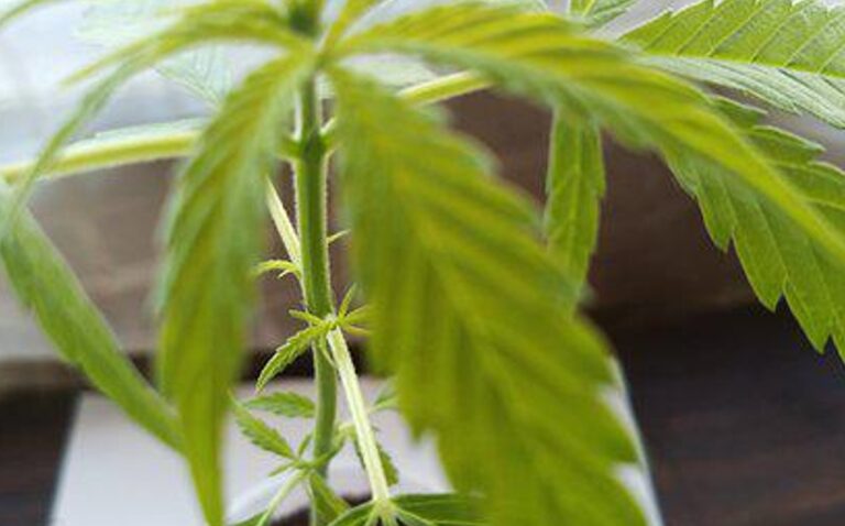 foro cannabis