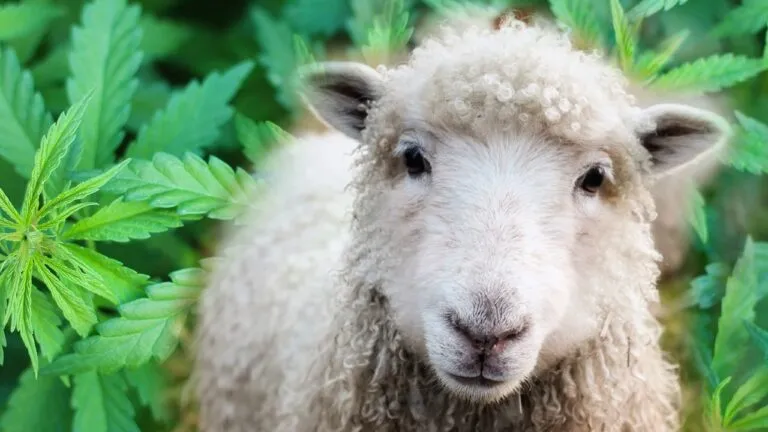 Ovejas se comen casi 300 kilos de marihuana en una plantación