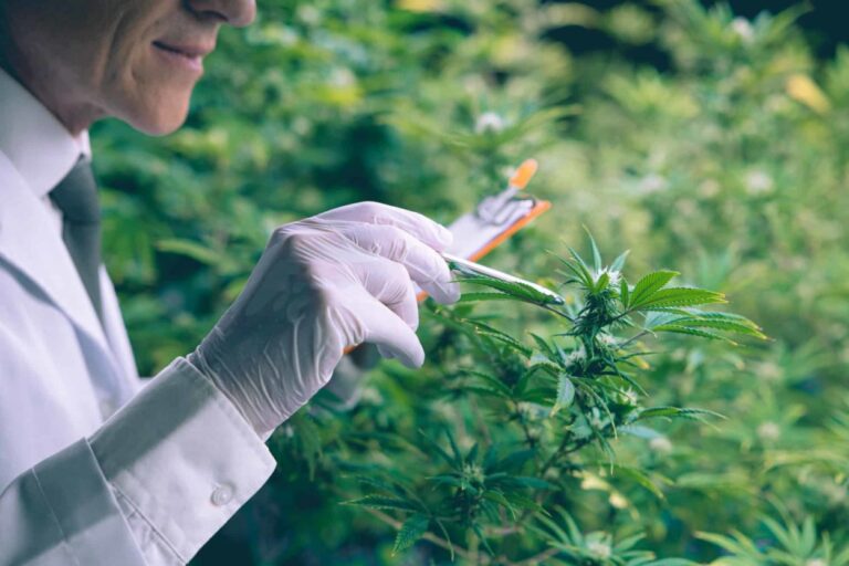 cannabis-sativa-or-cannabis