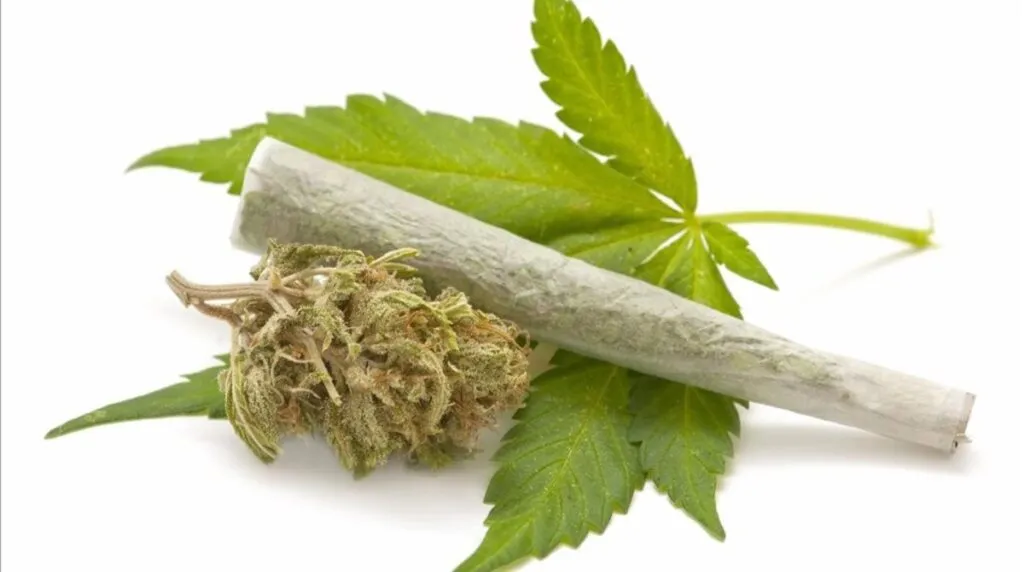 marihuana cannabis porro foto agencia 123