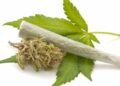 marihuana cannabis porro foto agencia 123