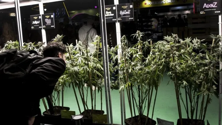 4ta edición de la Expo Cannabis