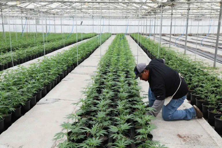 California licencias marihuana