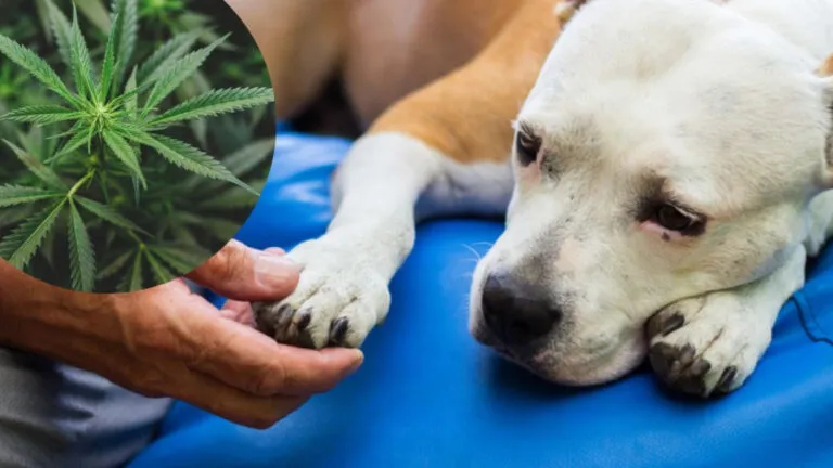 que_pasa_si_tu_perro_prueba_marihuana_