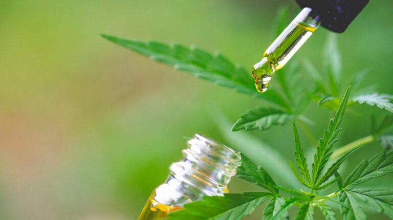 cannabis miami