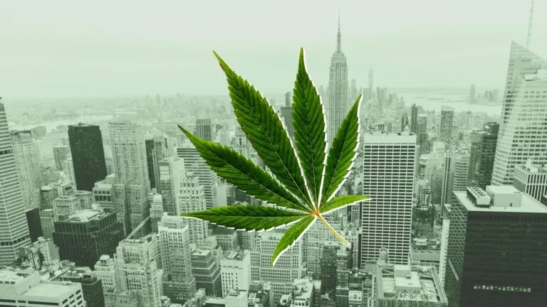 cannabis ny
