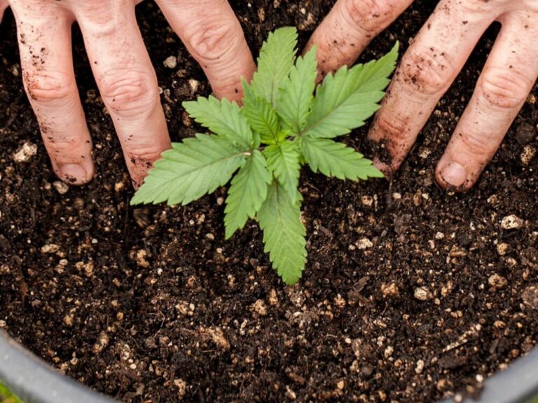 cannabis