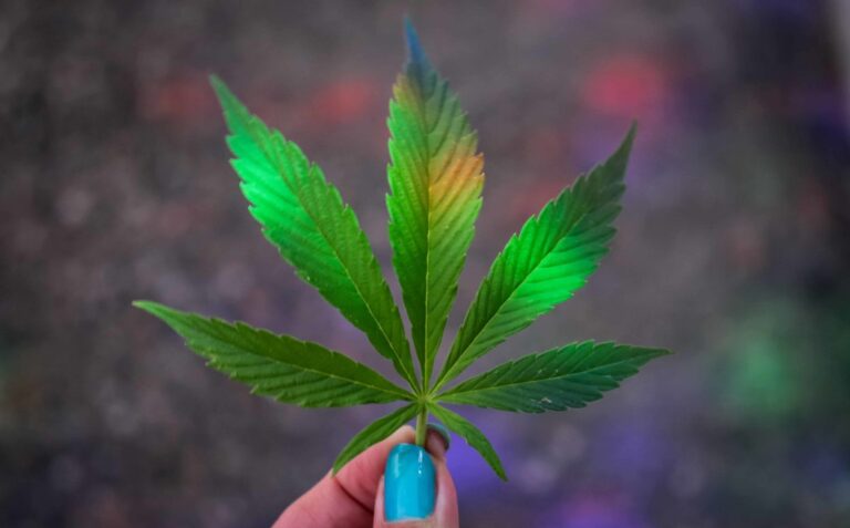 cannabis pp