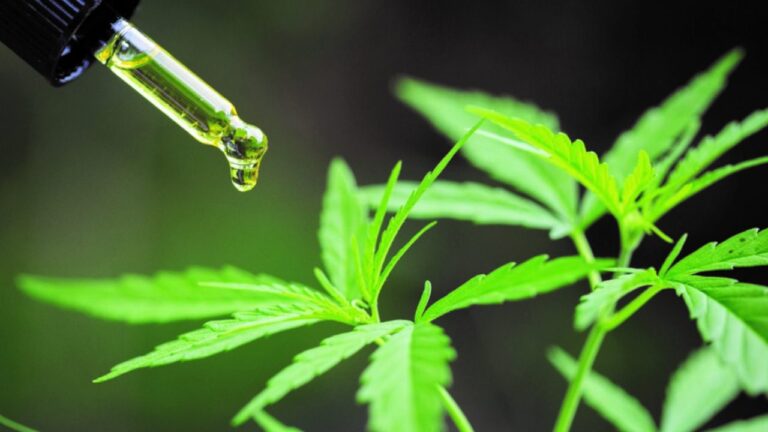 cannabioides