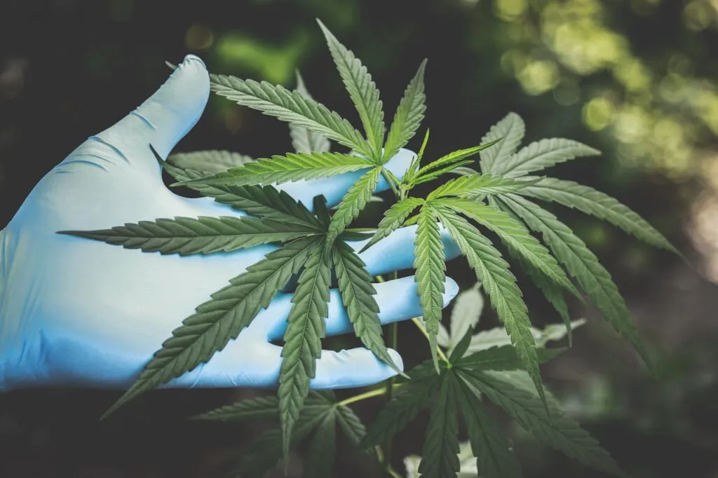 Hallan compuesto del cannabis medicinal en planta