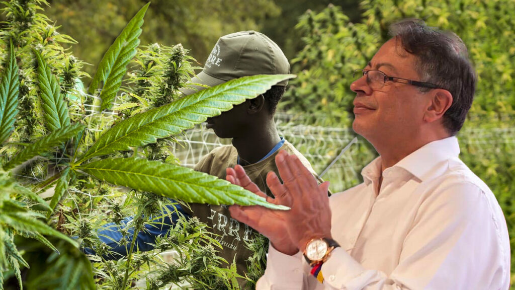 Petro-Cannabis