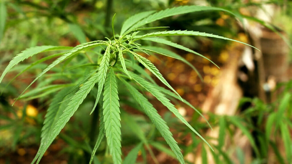 marihuana