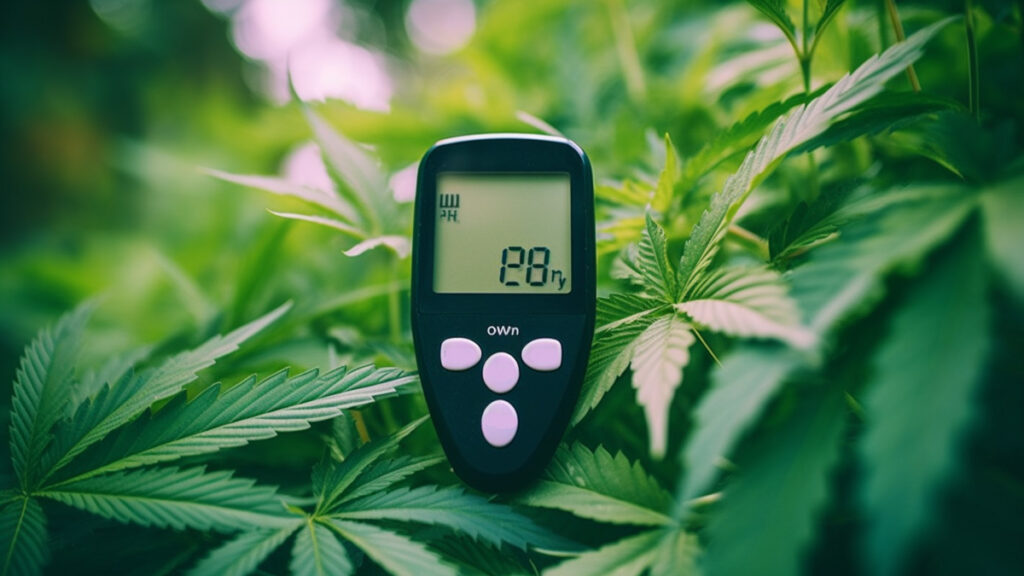 diabetes canabis