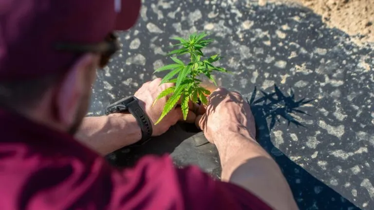 Cannabis transplanting