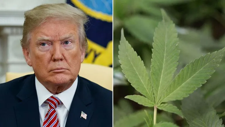 trump cbd