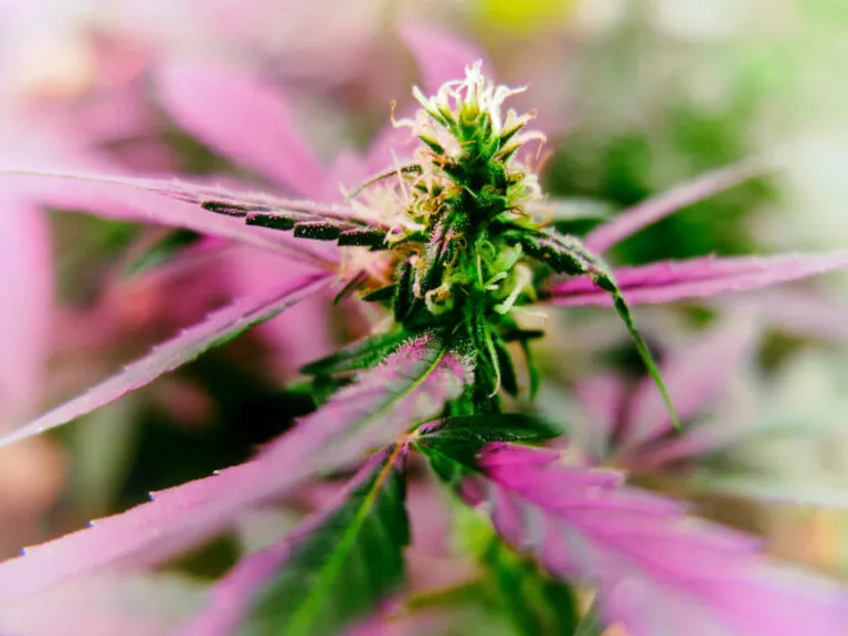 cannabis-flowers