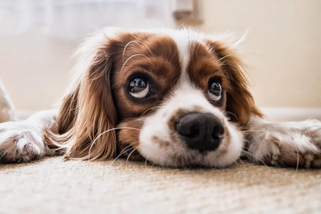 ansiedad-perros-recorte