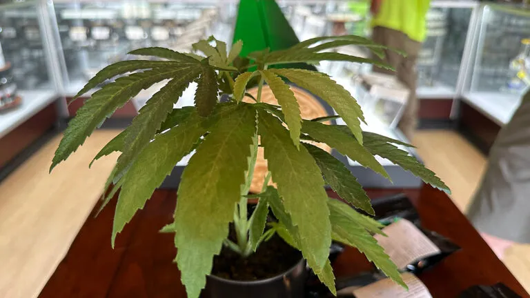 cannabis_plant_ME_0505