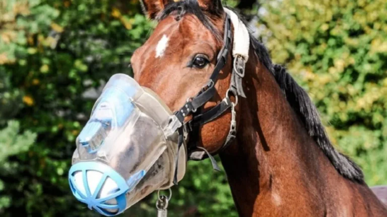 caballo