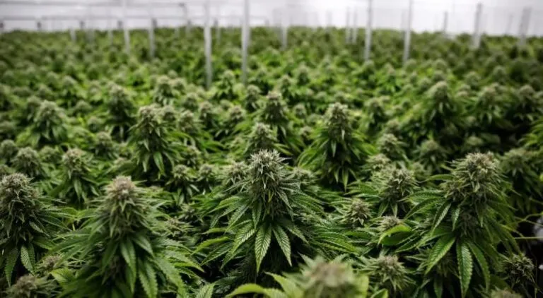 marijuana