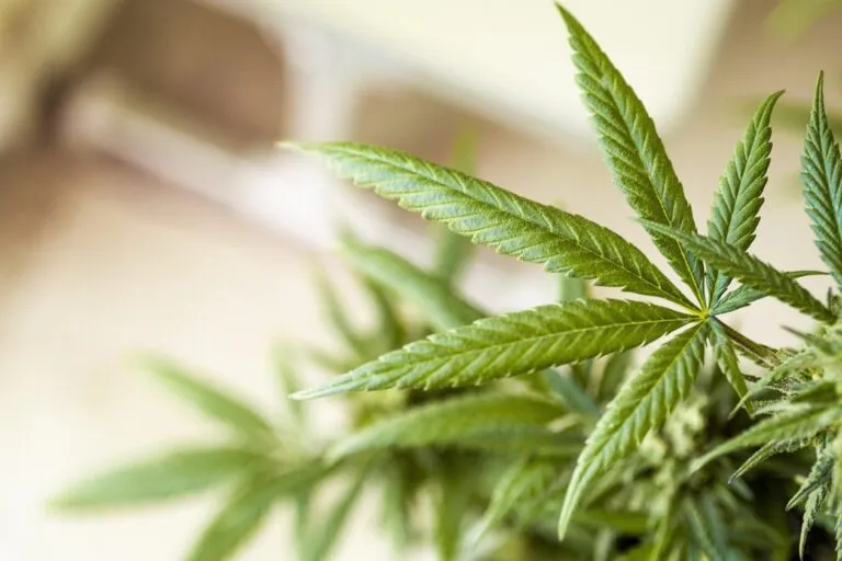 marihuana