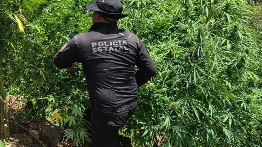 marihuana