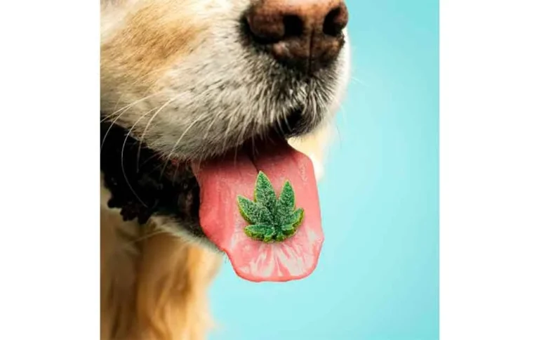 mascott