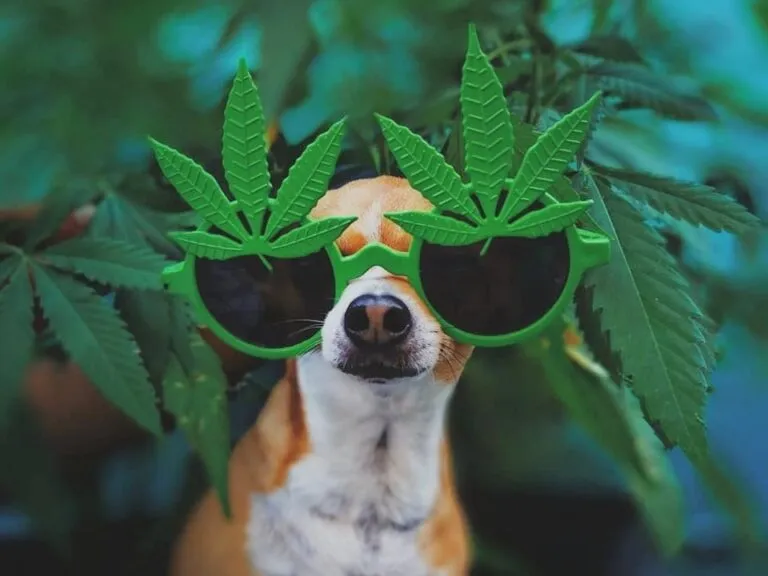 mascotas