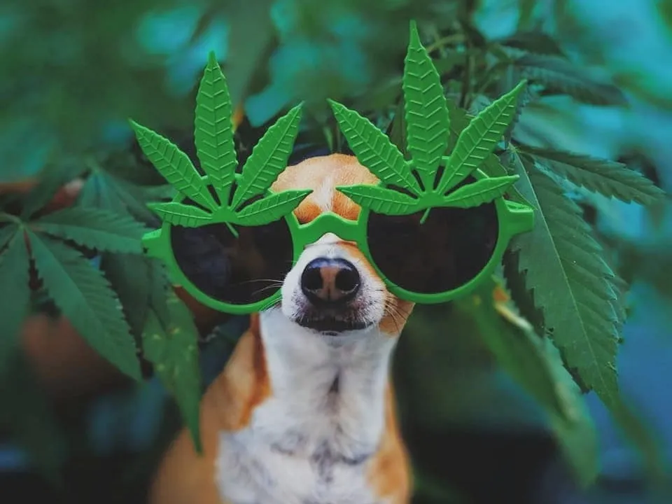 mascotas