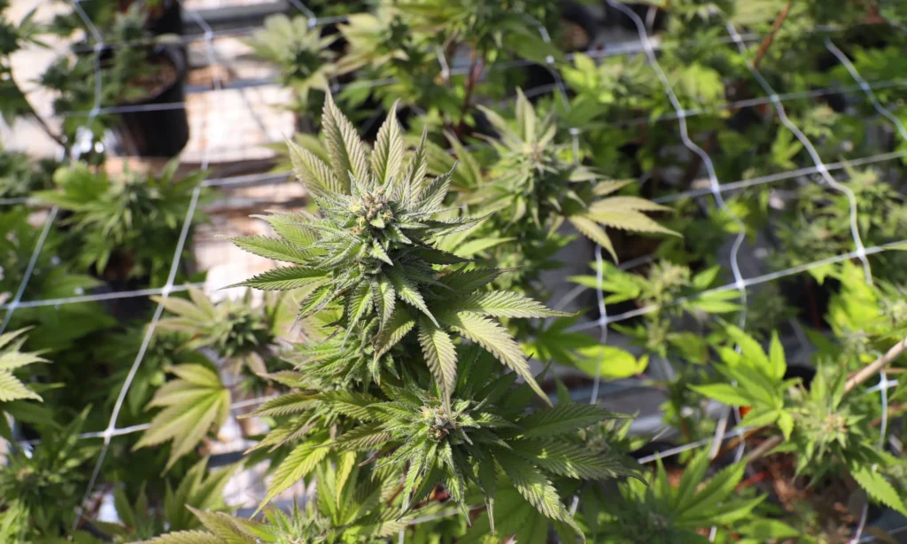 ia y cannabis